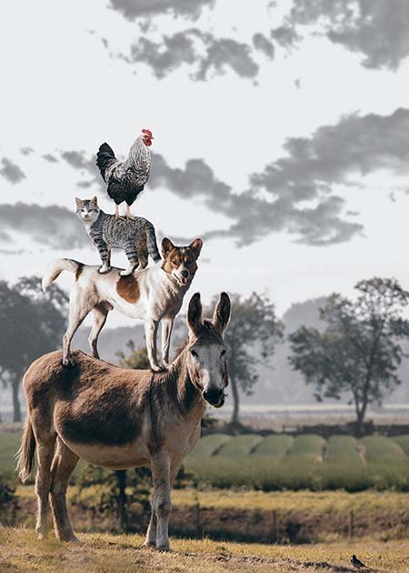 image of adorable farm yard animals